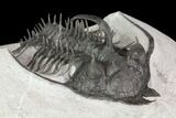 Spiny Quadrops Trilobite - Large For Species #69574-3